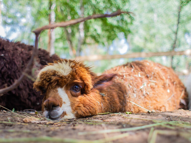 Парк альпак «ПАЧА МАМА» – новогодняя программа