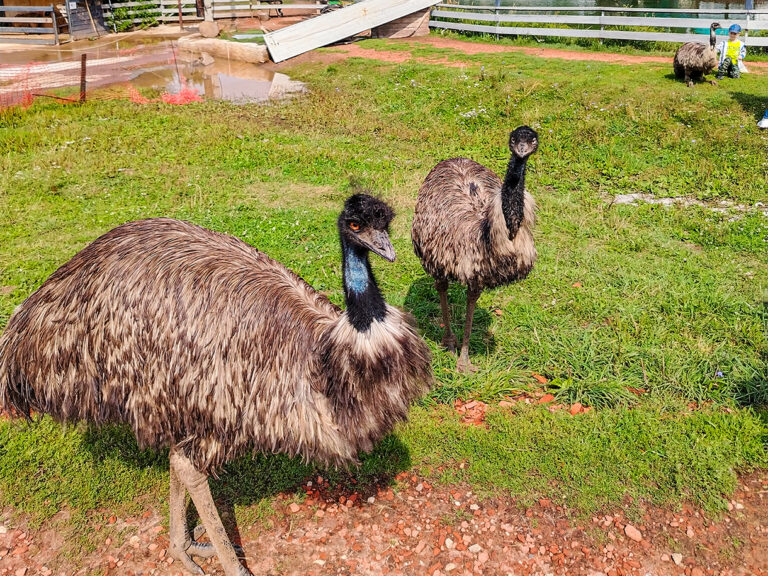 Страусиная ферма